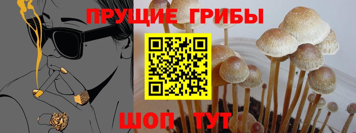 Псилоцибиновые грибы мицелий  Вход с VPN  Новоалександровск  Галлюциногенные грибы Psilocybine cubensis 